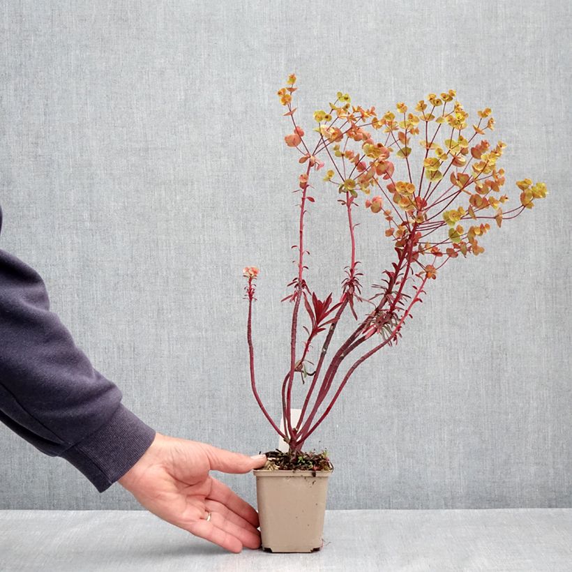 Example of Euphorbia characias Miners Merlot - Wolfsmelk Kweekpotje van 8/9 cm as you get in printemps