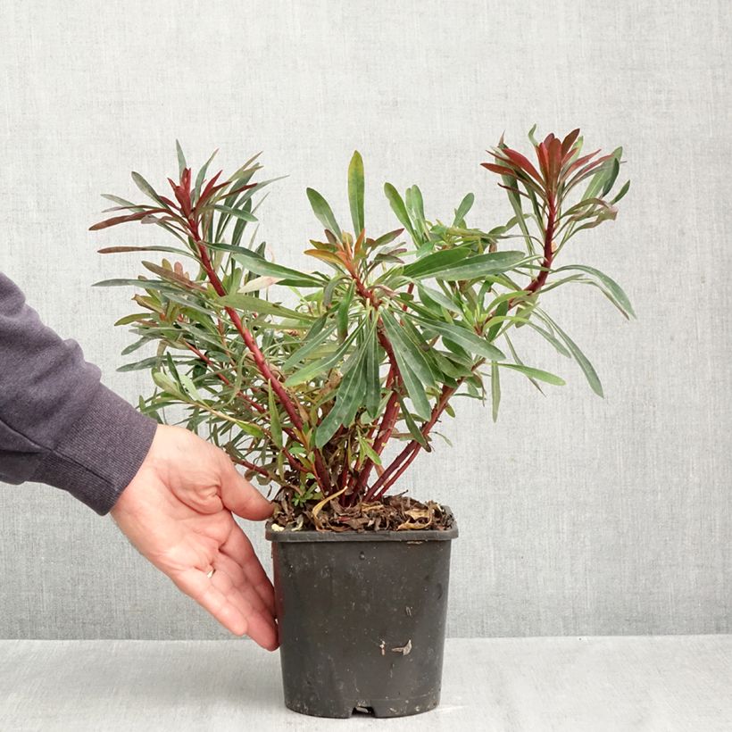 Exemplaar van Euphorbia characias Miners Merlot - Wolfsmelk Pot van 1 l/1,5 l zoals geleverd in de herfst