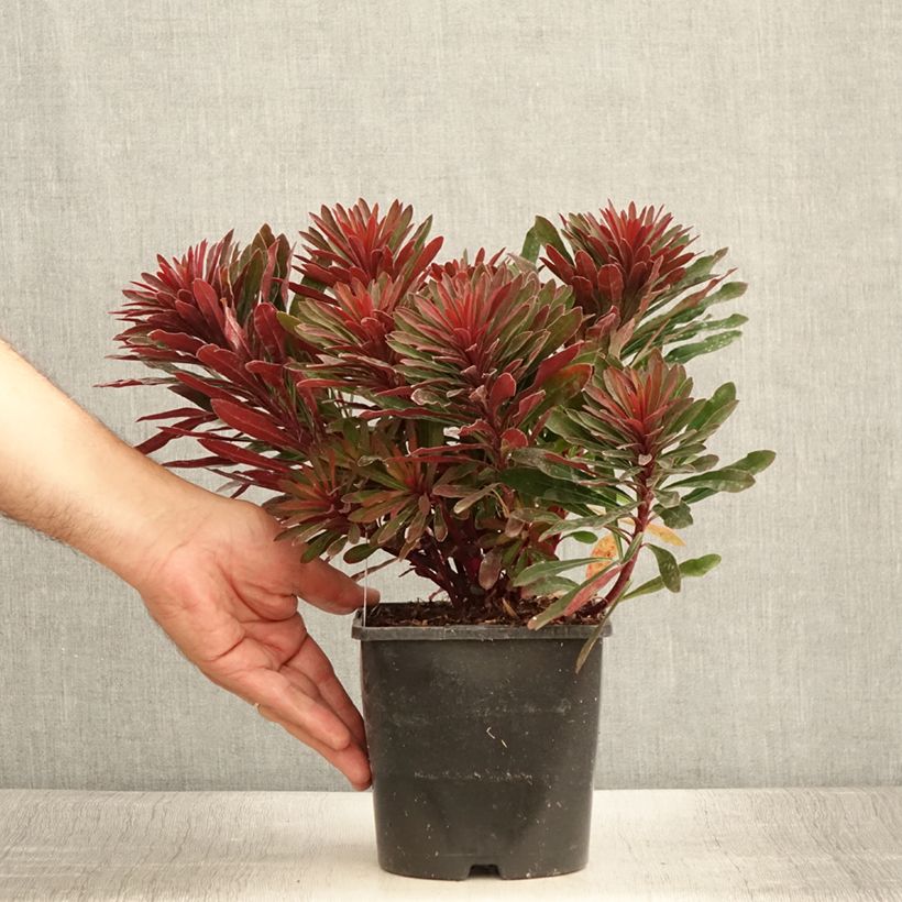 Example of Euphorbia characias Miners Merlot - Wolfsmelk Pot van 1 l/1,5 l as you get in ete