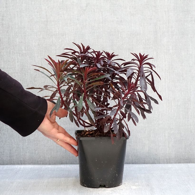 Exemplaar van Euphorbia characias Miners Merlot - Wolfsmelk Pot van 1 l/1,5 l zoals geleverd in de winter