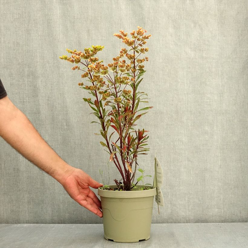 Exemplaar van Euphorbia characias Miners Merlot - Wolfsmelk Pot van 3 l/4 l zoals geleverd in de zomer