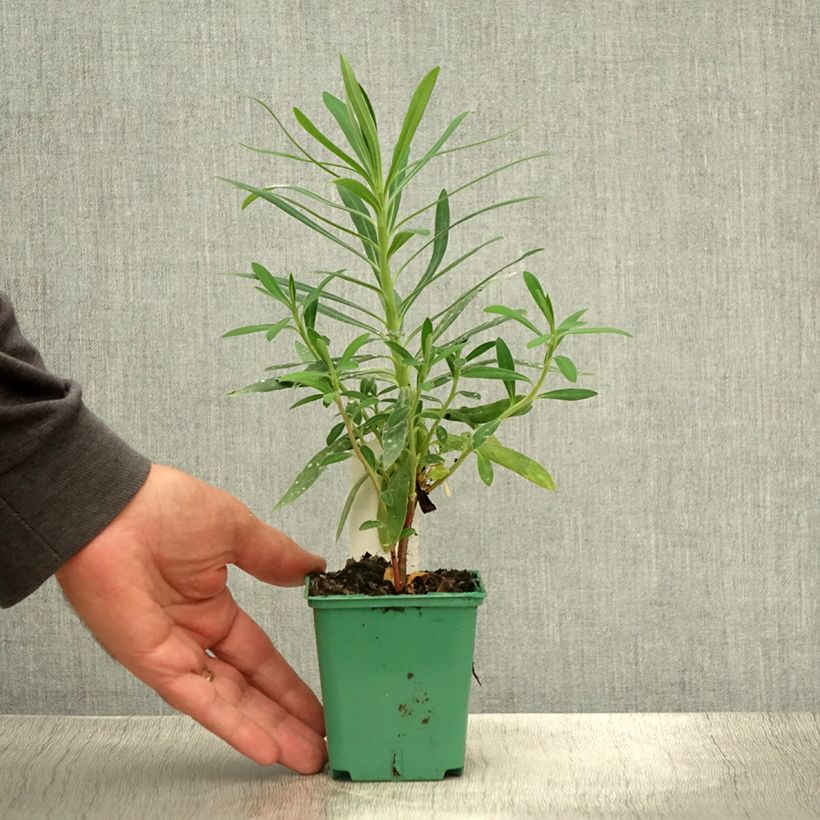 Exemplaar van Euphorbia characias ssp. characias - Wolfsmelk Kweekpotje van 8/9 cm zoals geleverd in de zomer