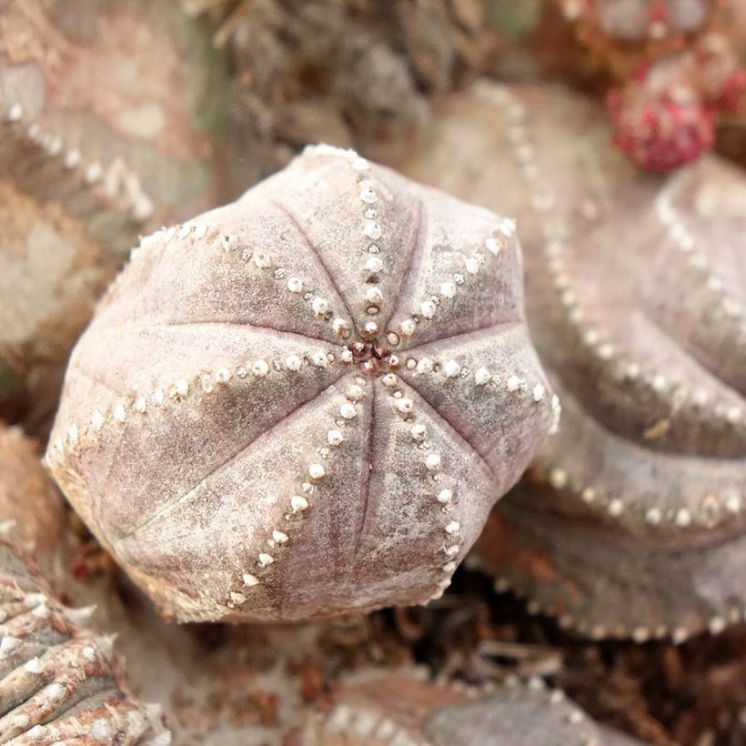 Euphorbia globosa - Wolfsmelk (Foliage)