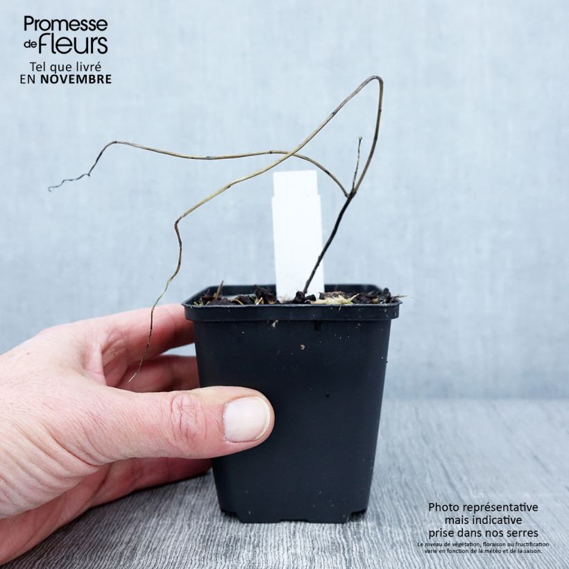 Example of Euphorbia griffithii Dixter - Euphorbe de Griffith Kweekpotje van 8/9 cm as you get in automne