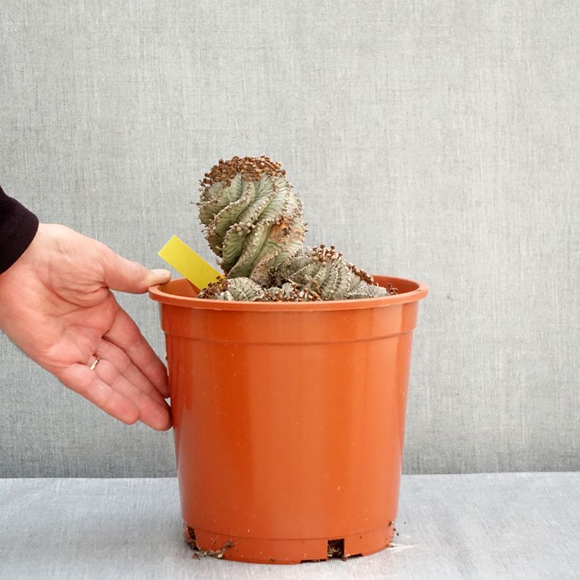 Exemplaar van Euphorbia horrida alba - Afrikaanse melkvat Pot van 4 l/5 l zoals geleverd in de herfst