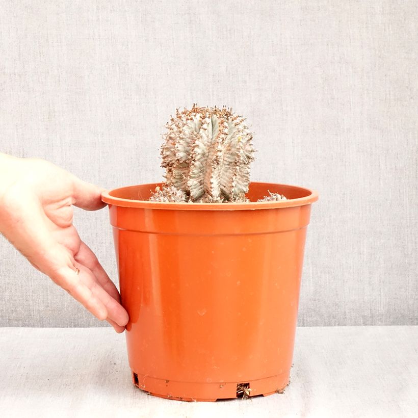 Exemplaar van Euphorbia horrida alba - Afrikaanse melkvat Pot van 4 l/5 l zoals geleverd in de zomer