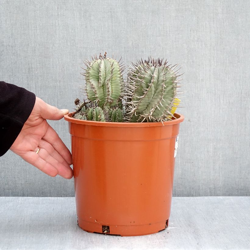 Exemplaar van Euphorbia horrida - Afrikaanse melkvat Pot van 4 l/5 l zoals geleverd in de herfst