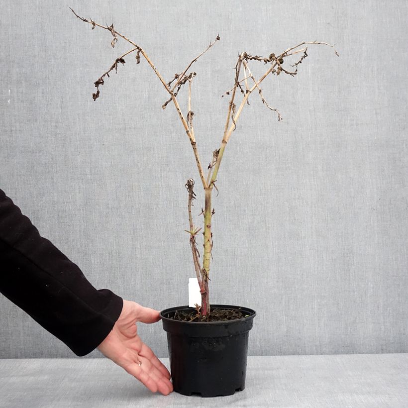 Example of Euphorbia lathyris - Euphorbe des Jardins Pot van 2 l/3 l as you get in hiver