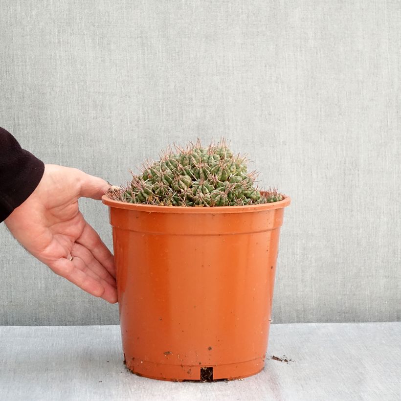 Exemplaar van Euphorbia meloformis - Meloformis-wolfsmelk Pot van 4 l/5 l zoals geleverd in de herfst