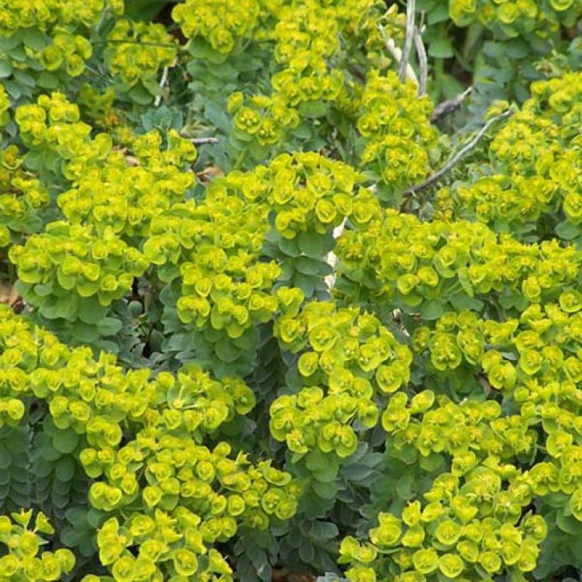 Euphorbia myrsinites - Wolfsmelk (Plant habit)