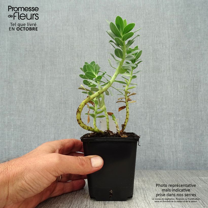 Exemplaar van Euphorbia myrsinites - Wolfsmelk Kweekpotje van 8/9 cm zoals geleverd in de herfst