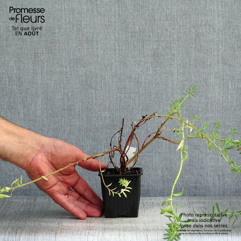 Exemplaar van Euphorbia pithyusa Ponte Leccia - Wolfsmelk Kweekpotje van 8/9 cm zoals geleverd in de zomer