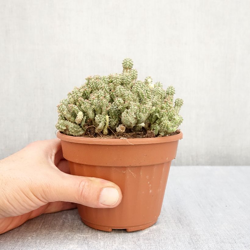 Exemplaar van Euphorbia submammillaris - Succulente wolfsmelk Pot van 12 cm / 13 cm zoals geleverd in de herfst