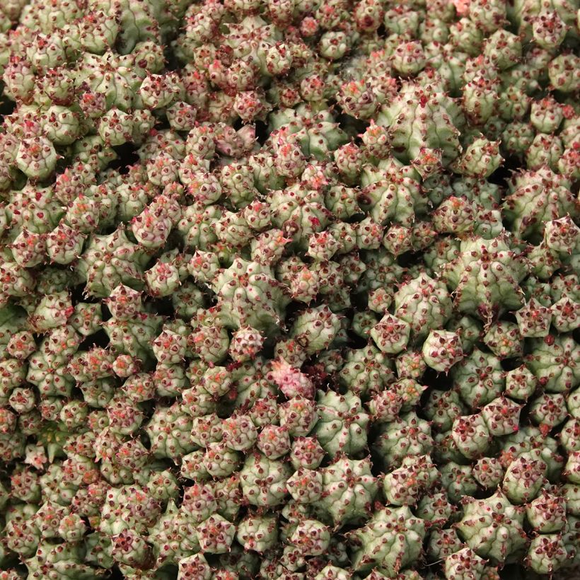 Euphorbia submammillaris - Succulente wolfsmelk (Blad)