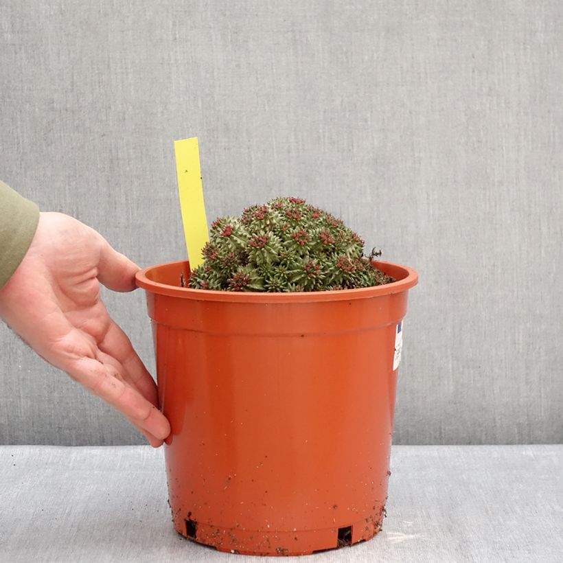 Example of Euphorbia suzannae - Euphorbe Pot van 4 l/5 l as you get in hiver