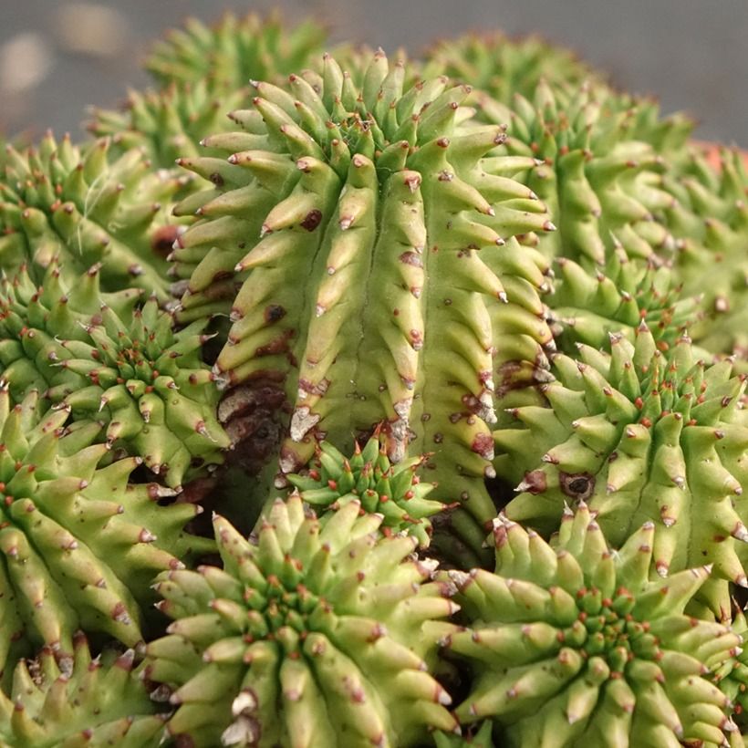 Euphorbia suzannae - Wolfsmelk (Foliage)