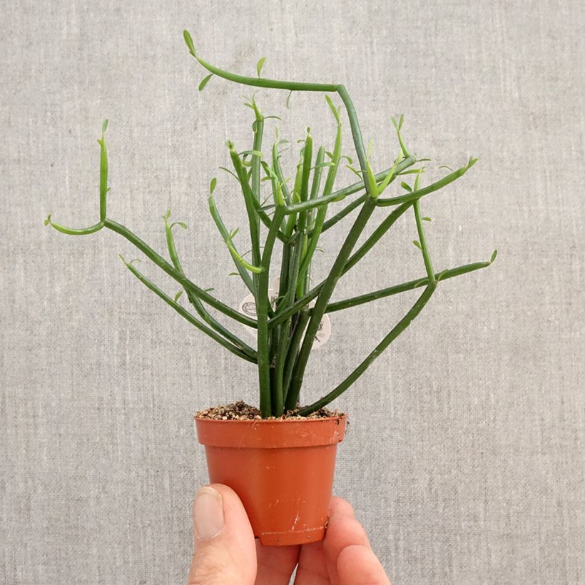 Exemplaar van Euphorbia tirucalli - Potloodplant Mini-kamerplanten zoals geleverd in de lente