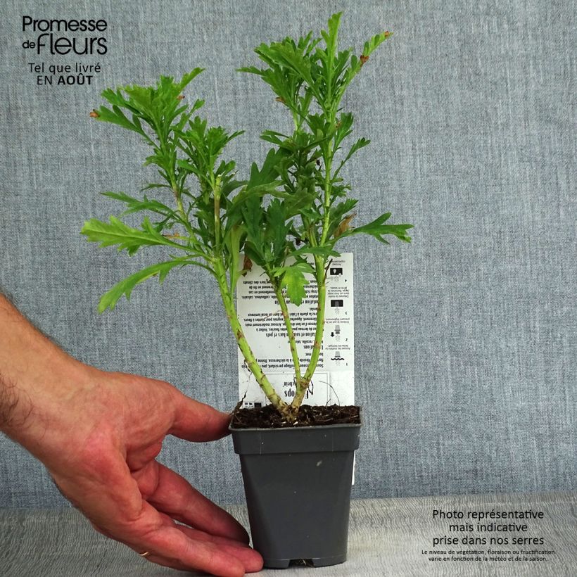 Exemplaar van Euryops chrysanthemoides Sonnenschein - Zuid-Afrikaanse margriet Kweekpotje van 8/9 cm zoals geleverd in de zomer