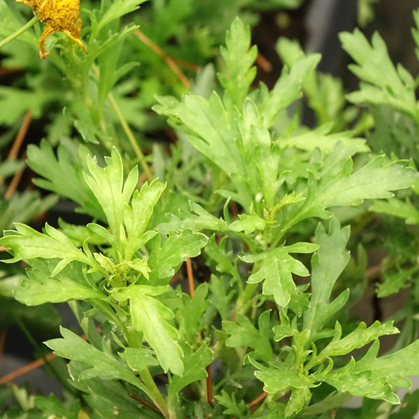 Euryops evansii - Zuid-Afrikaanse margriet (Blad)