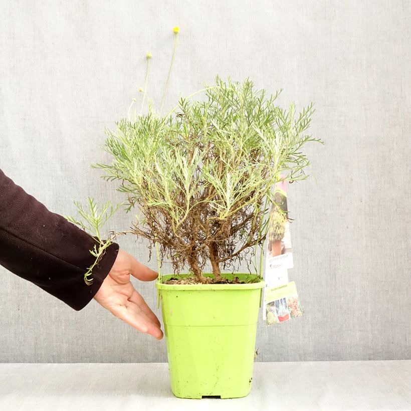 Exemplaar van Euryops Infinity - Zuid-Afrikaanse margriet Pot van 4 l/5 l zoals geleverd in de herfst