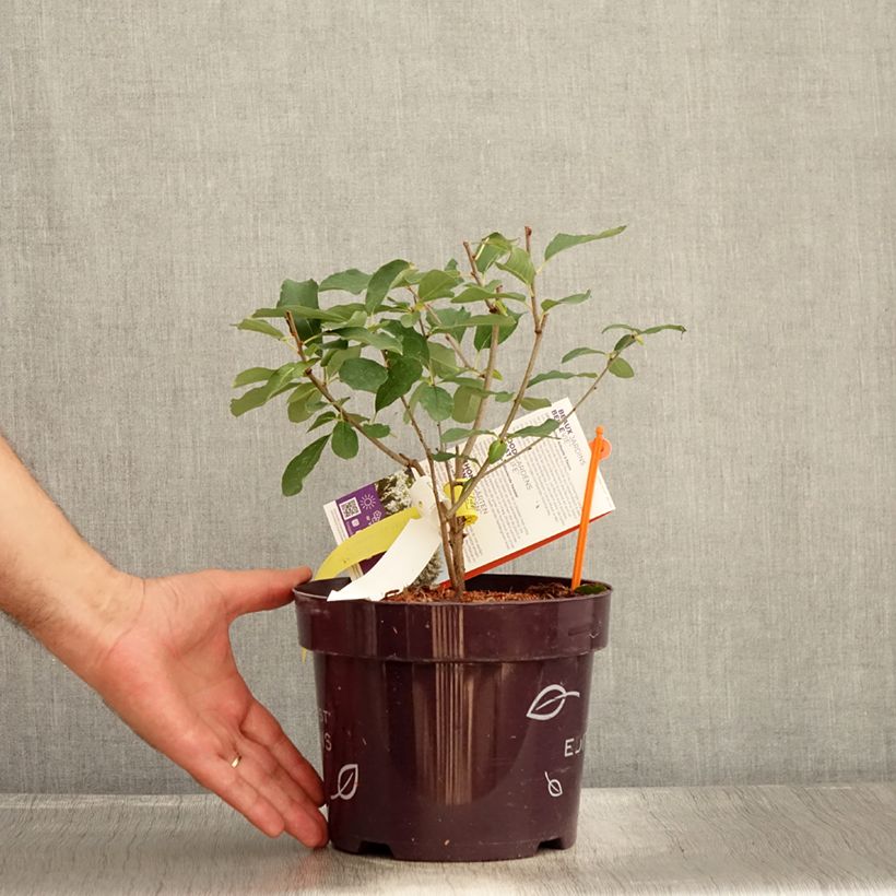 Exemplaar van Exochorda macrantha Lotus Moon - Parelstruik Pot van 3 l/4 l zoals geleverd in de zomer