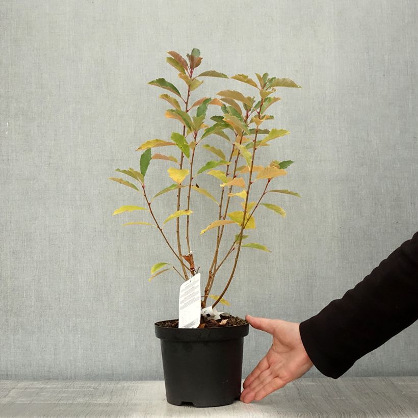 Exemplaar van Exochorda racemosa Blushing Pearl - Parelstruik Pot van 3 l/4 l zoals geleverd in de herfst