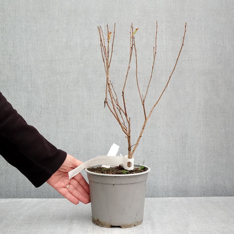Exemplaar van Exochorda racemosa Magical Springtime Pot van 2 l/3 l zoals geleverd in de herfst