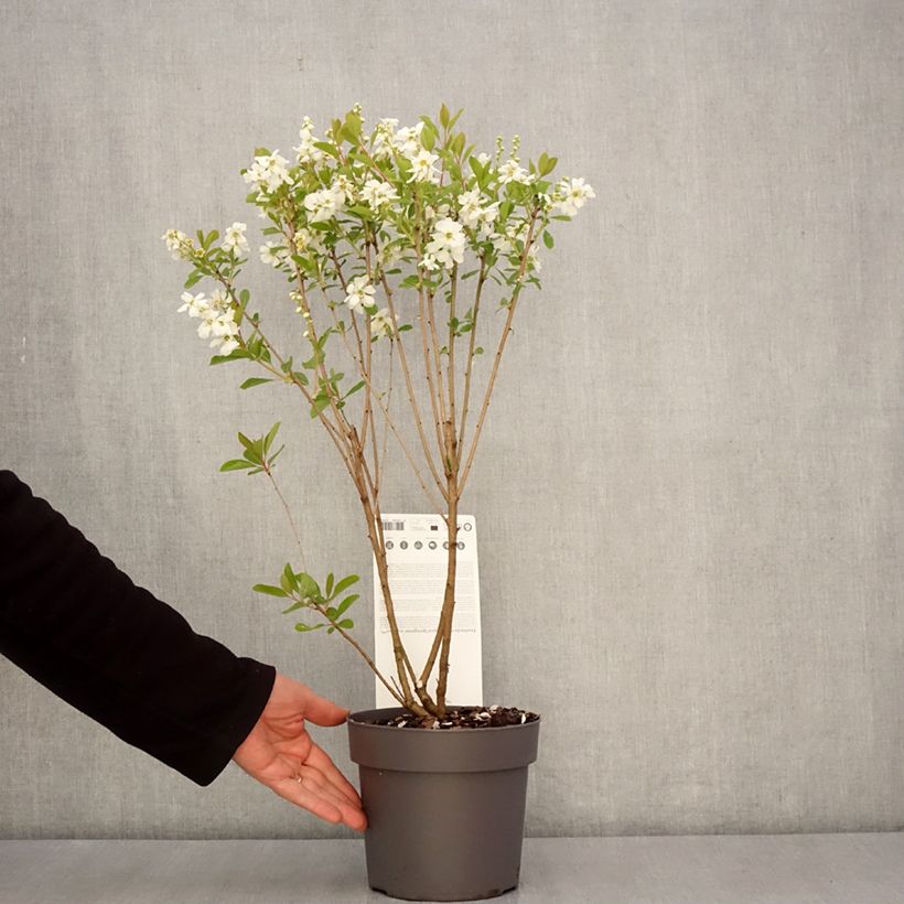 Exemplaar van Exochorda racemosa Magical Springtime Pot van 2 l/3 l zoals geleverd in de lente