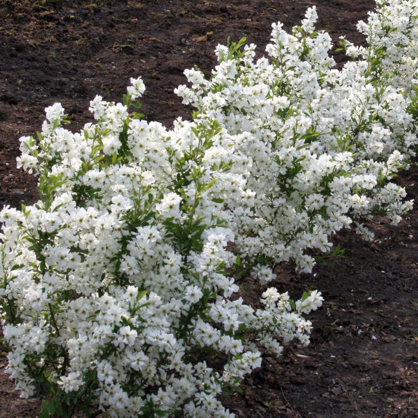 Exochorda racemosa Niagara - Parelstruik (Plant habit)