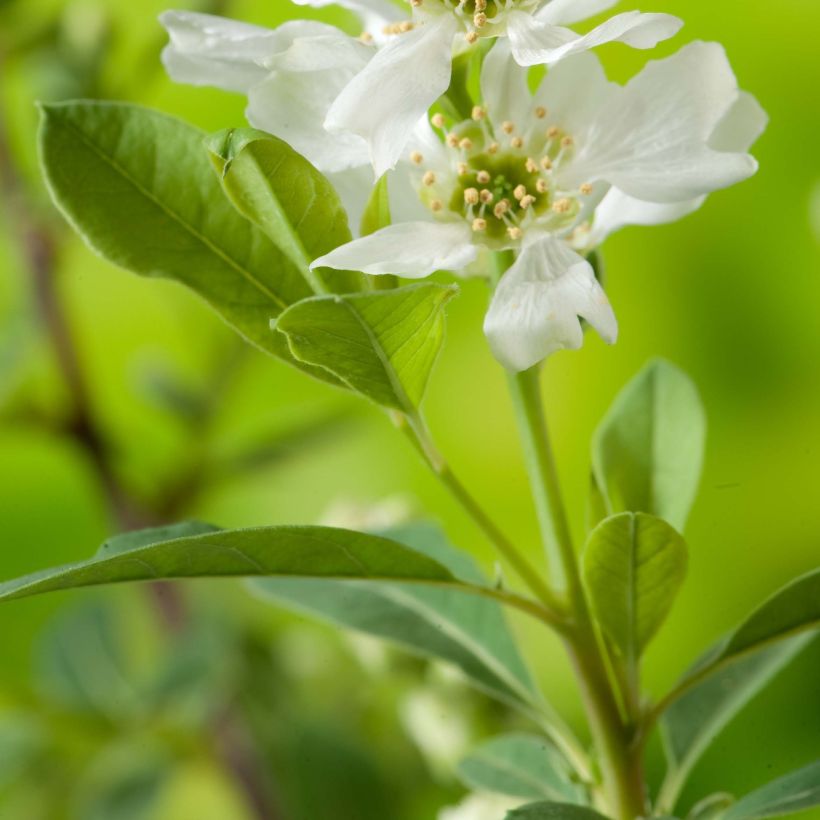 Exochorda racemosa Niagara - Parelstruik (Foliage)