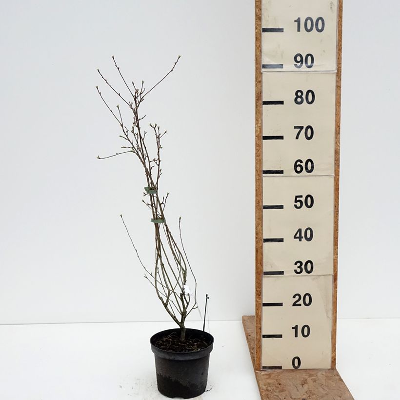 Exemplaar van Exochorda racemosa Snow Mountain - Parelstruik Pot van 3 l/4 l zoals geleverd in de winter