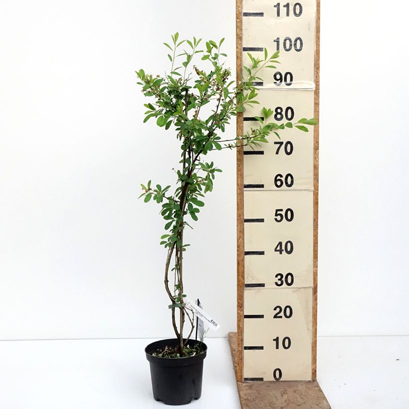 Exemplaar van Exochorda racemosa Snow Mountain - Parelstruik Pot van 3 l/4 l zoals geleverd in de lente
