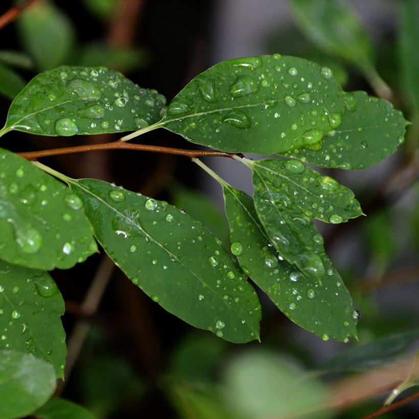 Exochorda The Bride - Parelstruik (Foliage)