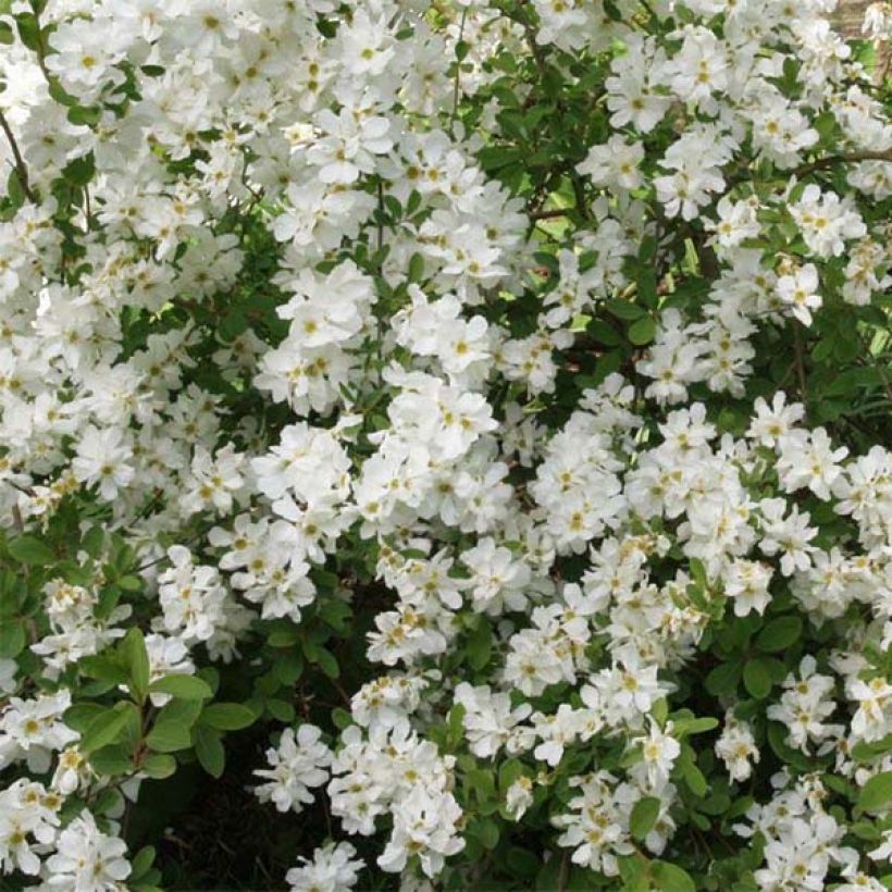 Exochorda The Bride - Parelstruik (Flowering)