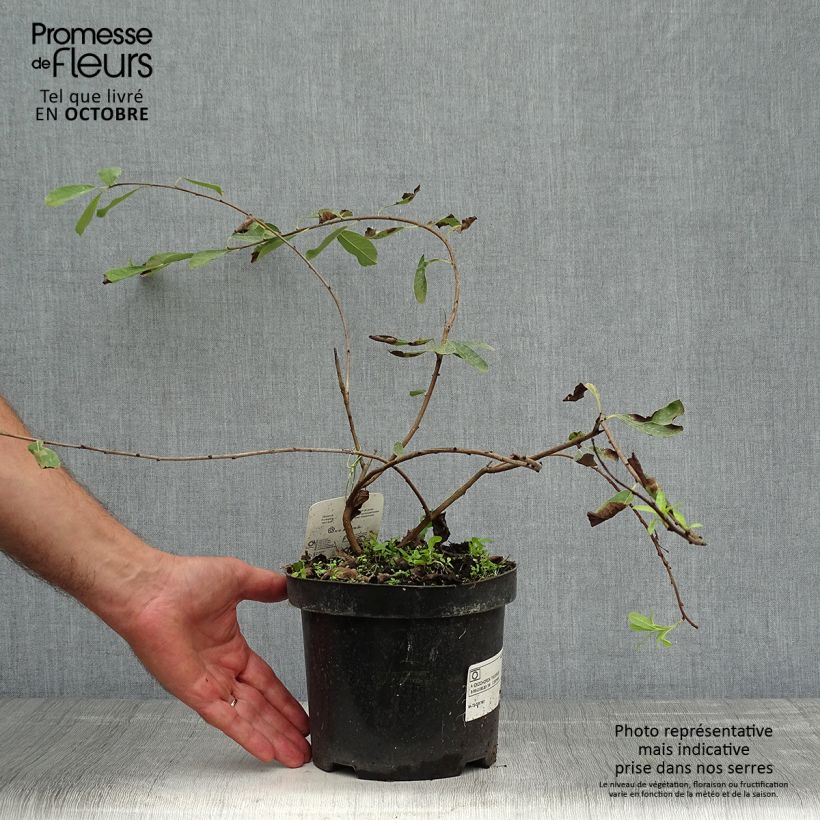 Exemplaar van Exochorda The Bride - Parelstruik Pot van 2 l/3 l zoals geleverd in de herfst