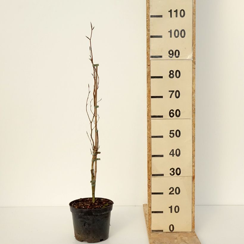 Example of Fagus sylvatica Anny's Red Pillar - Hêtre pourpre colonnaire Pot van 4 l/5 l as you get in hiver