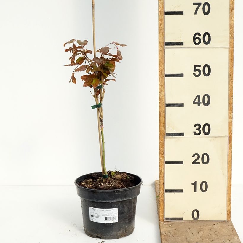 Exemplaar van Fagus sylvatica Anny's Red Pillar - Zuilvormige koperbeuk Pot van 4 l/5 l zoals geleverd in de lente