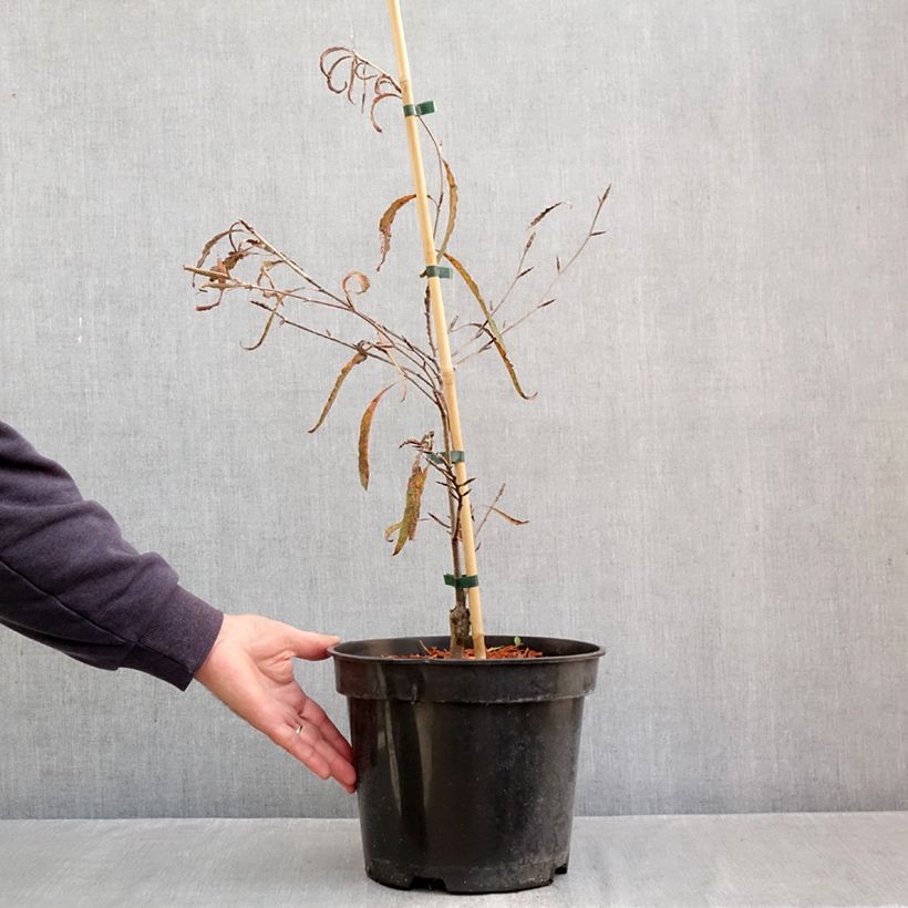 Example of Fagus sylvatica Ansorgei - Hêtre commun Pot van 7,5 l/10 l as you get in automne