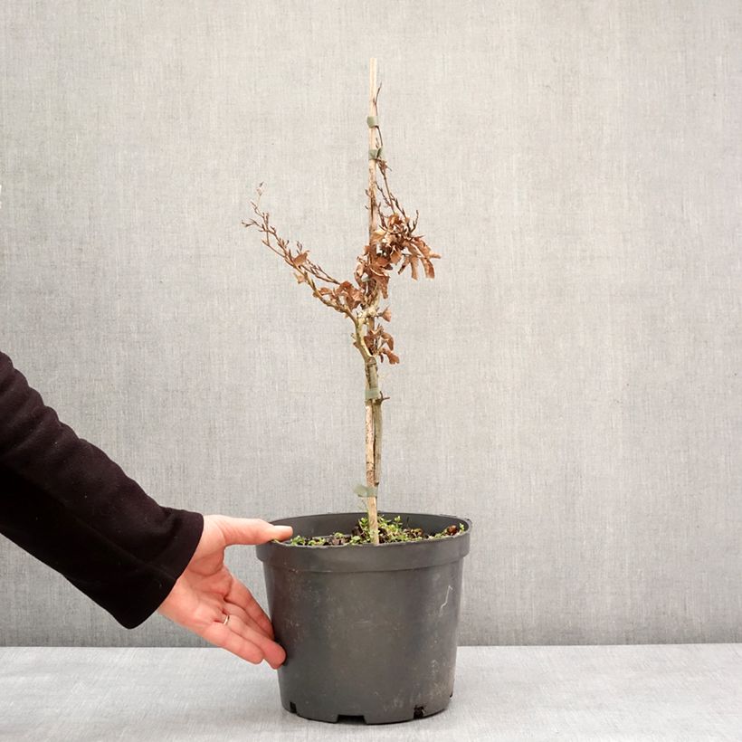 Example of Fagus sylvatica Asterix - Dwergbeuk Pot van 4 l/5 l as you get in hiver