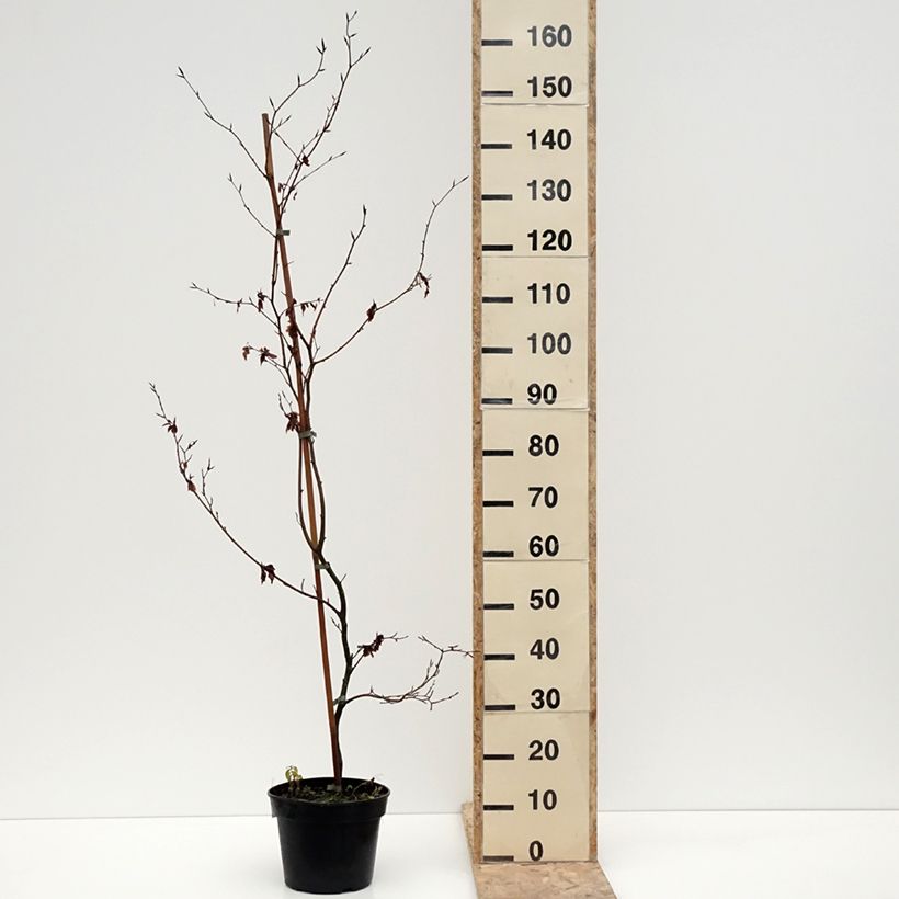 Example of Fagus sylvatica Brathay's Purple - Hêtre commun Pot van 4 l/5 l as you get in hiver