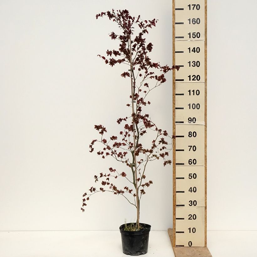 Exemplaar van Fagus sylvatica Brathay's Purple - Koperbeuk Pot van 4 l/5 l zoals geleverd in de lente