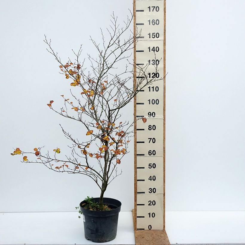 Exemplaar van Fagus sylvatica Cockleshell - Beuk Pot van 12 l/15 l zoals geleverd in de herfst