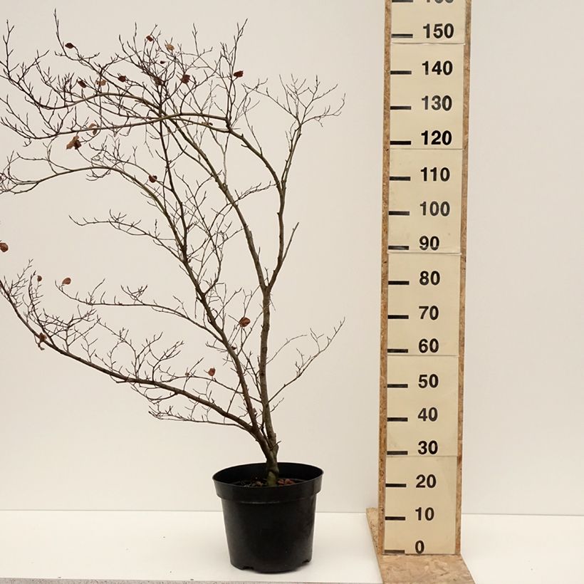 Example of Fagus sylvatica Cockleshell - Hêtre commun Pot van 12 l/15 l as you get in hiver