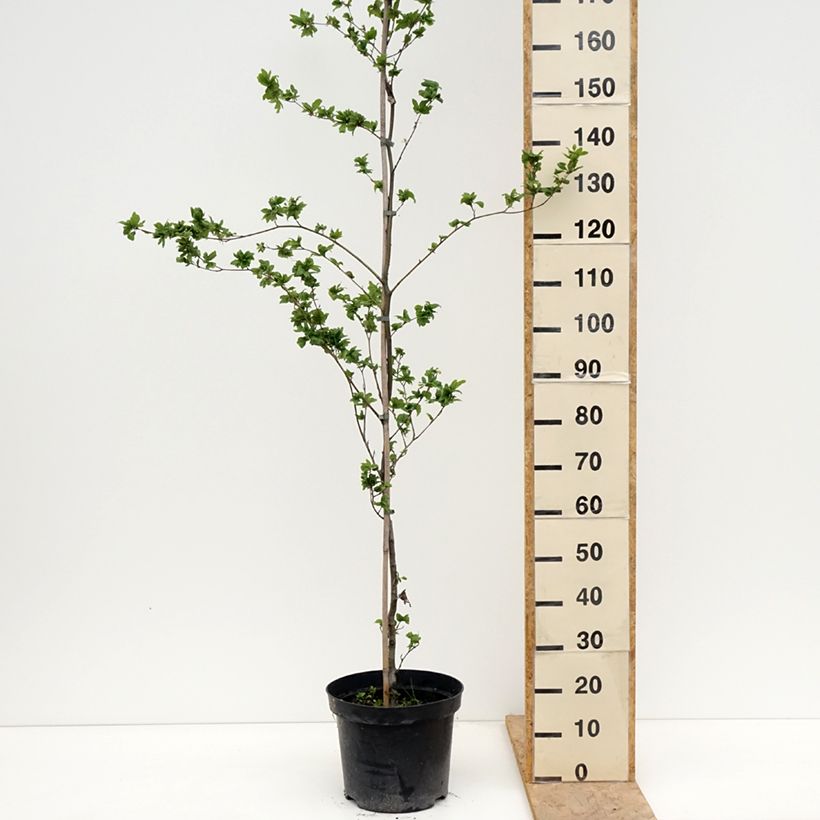 Exemplaar van Fagus sylvatica Cristata - Beuk Pot van 7,5 l/10 l zoals geleverd in de lente