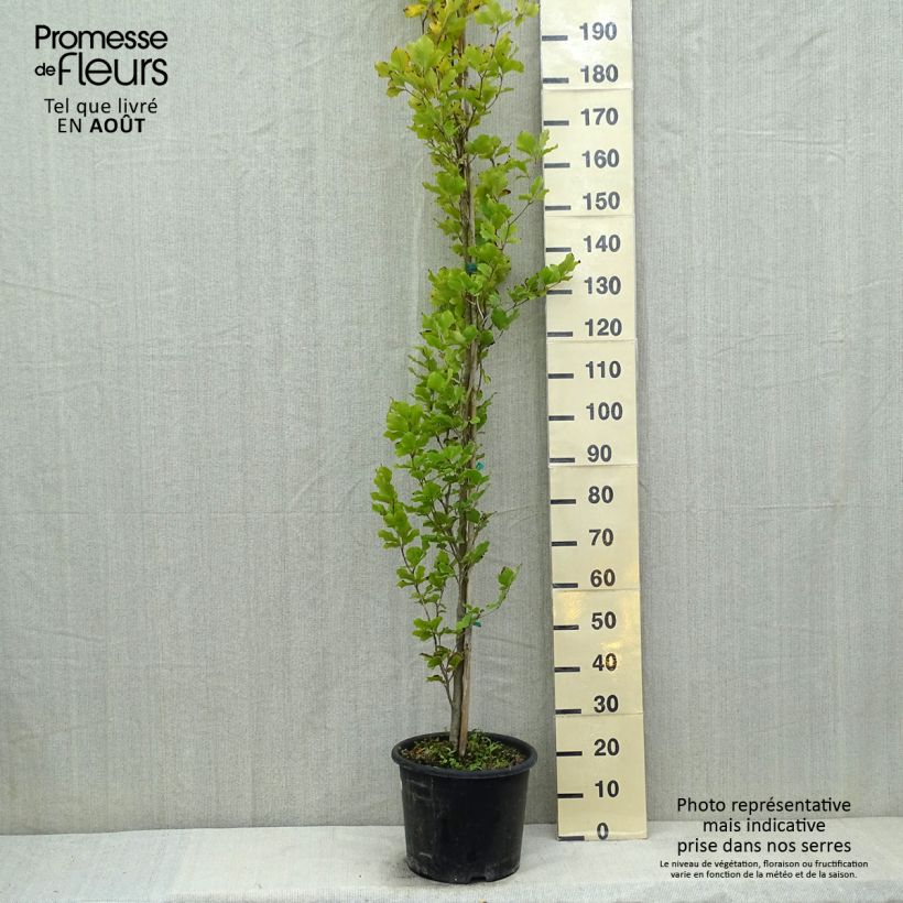 Exemplaar van Fagus sylvatica Dawyck Gold - Goudgele zuilbeuk Pot van 7,5 l/10 l zoals geleverd in de zomer