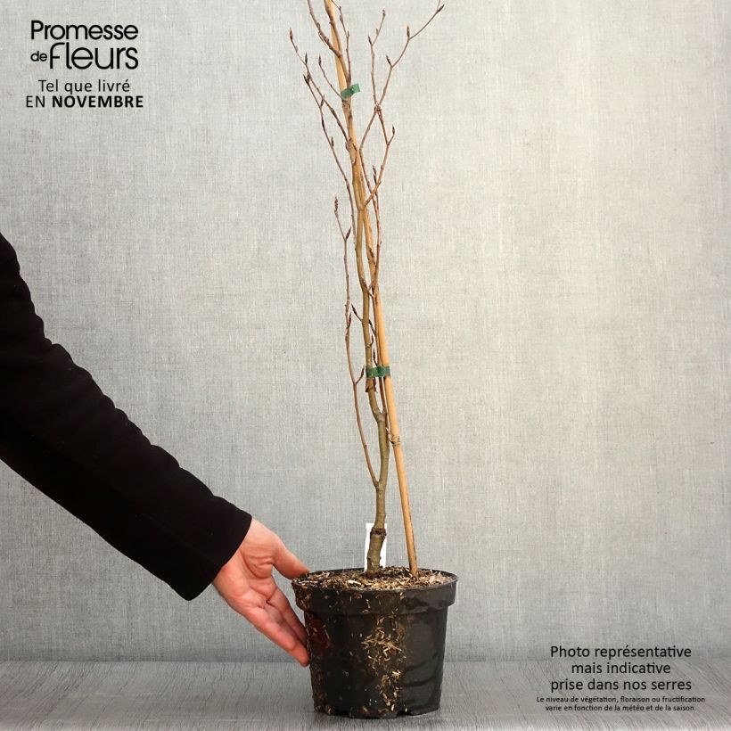 Exemplaar van Fagus sylvatica Dawyck Gold - Goudgele zuilbeuk Pot van 2 l/3 l zoals geleverd in de herfst