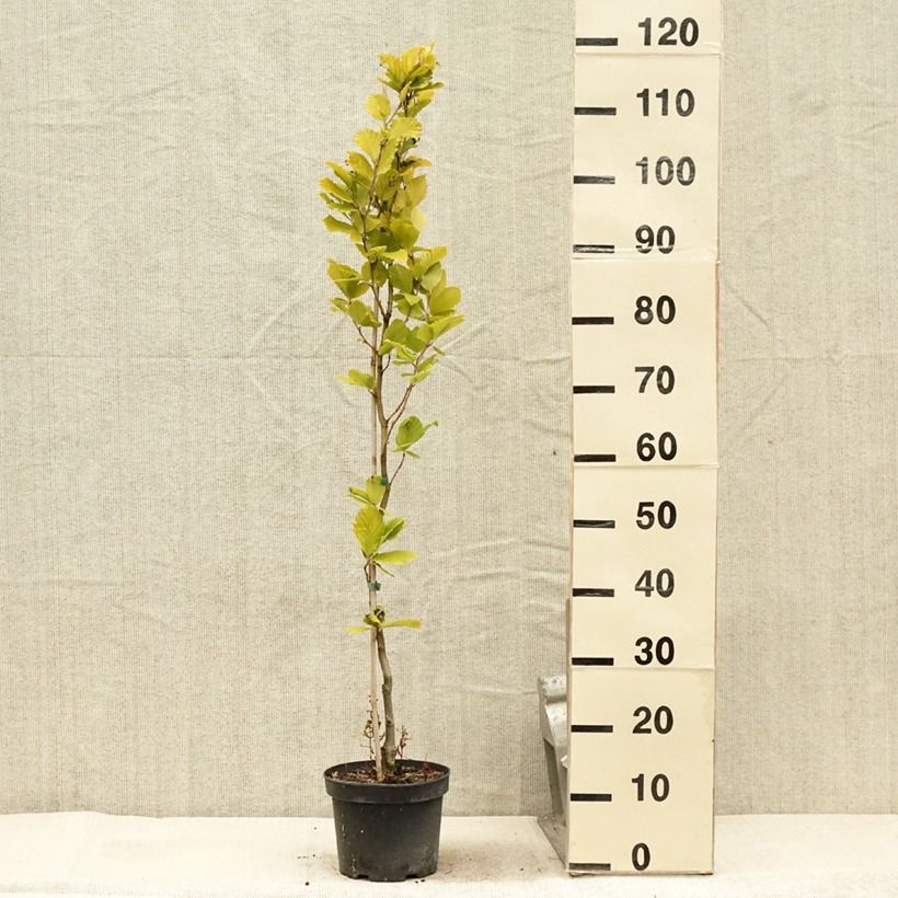 Exemplaar van Fagus sylvatica Dawyck Gold - Goudgele zuilbeuk Pot van 2 l/3 l zoals geleverd in de zomer