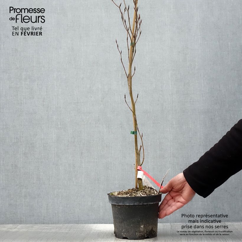 Example of Fagus sylvatica Dawyck Gold - Hêtre fastigié doré Pot van 2 l/3 l as you get in hiver