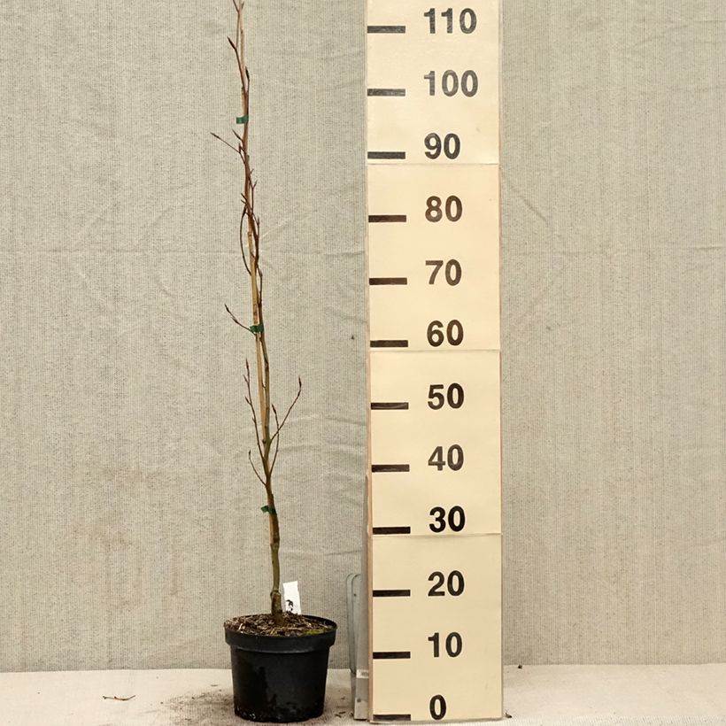 Exemplaar van Fagus sylvatica Dawyck Gold - Goudgele zuilbeuk Pot van 2 l/3 l zoals geleverd in de lente