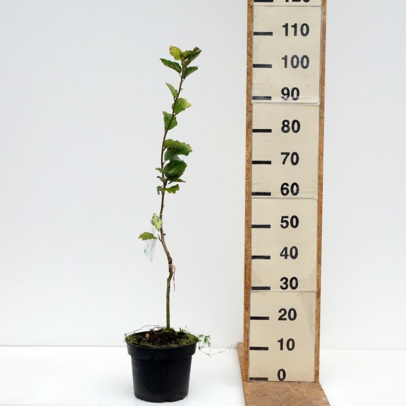 Exemplaar van Fagus sylvatica Dawyck Gold - Goudgele zuilbeuk Pot van 4 l/5 l zoals geleverd in de herfst